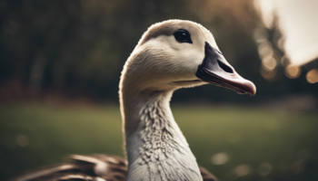 découvrez les origines et les enseignements insoupçonnés du jeu de l'oie, un classique éducatif riche en histoires et leçons.